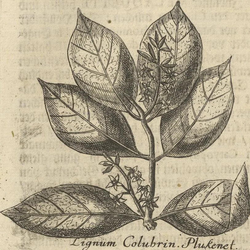 An illustration from Museum Museorum, Oder Vollständige Schau-Bühne Aller Materialien und Specereÿen: Nebst deren Natürlichen Beschreibung/ Election, Nutzen und Gebrauch/ Aus andern Material- Kunst- und Naturalien-Kammern/ Oost- und West-Indischen Reiß-Beschreibungen/ Curiosen Zeit- und Tag-Registern/ Natur- und Artzney-Kündigern/ wie auch selbst-eigenen Erfahrung ..., 1704, leaf 314