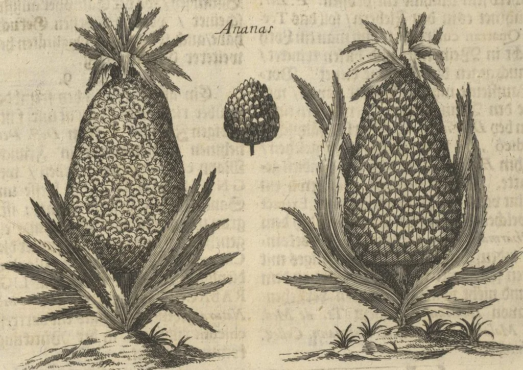An illustration from Museum Museorum, Oder Vollständige Schau-Bühne Aller Materialien und Specereÿen: Nebst deren Natürlichen Beschreibung/ Election, Nutzen und Gebrauch/ Aus andern Material- Kunst- und Naturalien-Kammern/ Oost- und West-Indischen Reiß-Beschreibungen/ Curiosen Zeit- und Tag-Registern/ Natur- und Artzney-Kündigern/ wie auch selbst-eigenen Erfahrung ..., 1704, leaf 316