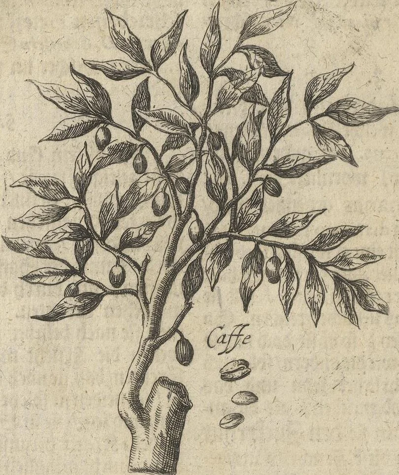 An illustration from Museum Museorum, Oder Vollständige Schau-Bühne Aller Materialien und Specereÿen: Nebst deren Natürlichen Beschreibung/ Election, Nutzen und Gebrauch/ Aus andern Material- Kunst- und Naturalien-Kammern/ Oost- und West-Indischen Reiß-Beschreibungen/ Curiosen Zeit- und Tag-Registern/ Natur- und Artzney-Kündigern/ wie auch selbst-eigenen Erfahrung ..., 1704, leaf 318