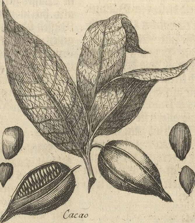An illustration from Museum Museorum, Oder Vollständige Schau-Bühne Aller Materialien und Specereÿen: Nebst deren Natürlichen Beschreibung/ Election, Nutzen und Gebrauch/ Aus andern Material- Kunst- und Naturalien-Kammern/ Oost- und West-Indischen Reiß-Beschreibungen/ Curiosen Zeit- und Tag-Registern/ Natur- und Artzney-Kündigern/ wie auch selbst-eigenen Erfahrung ..., 1704, leaf 319