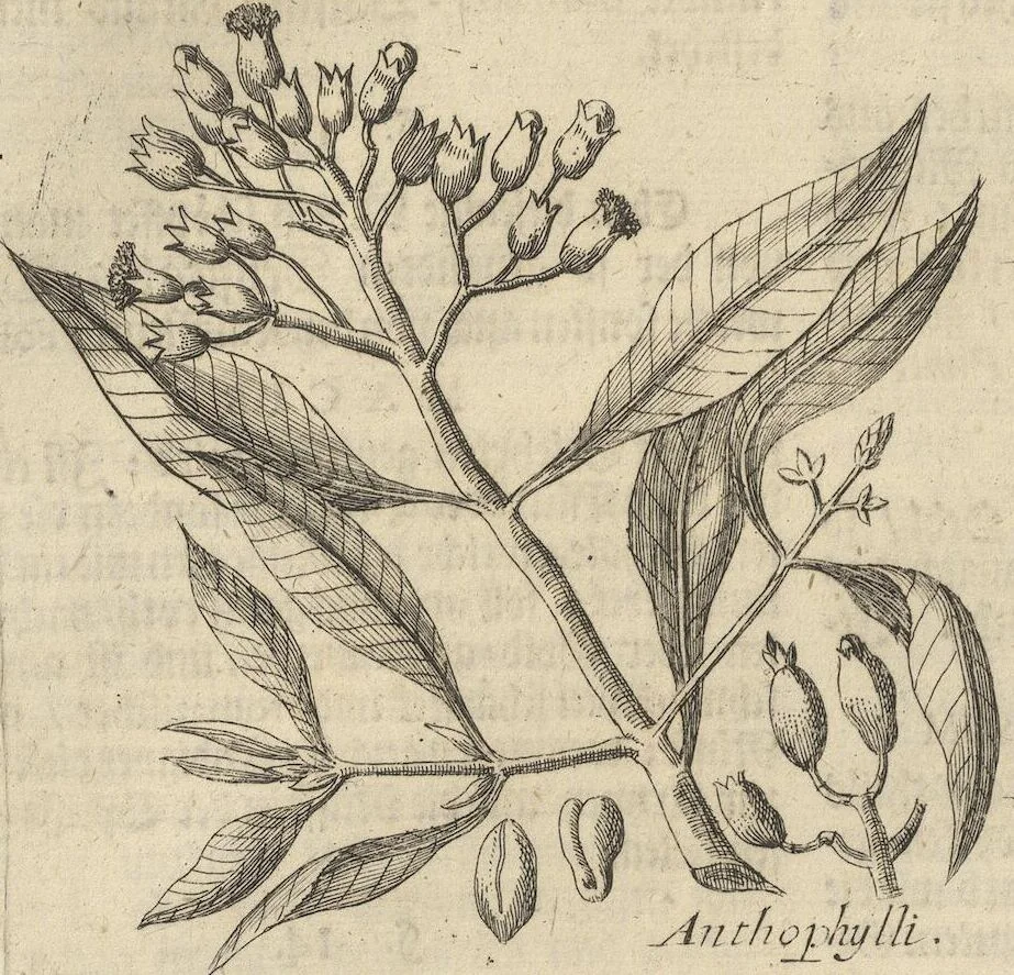 An illustration from Museum Museorum, Oder Vollständige Schau-Bühne Aller Materialien und Specereÿen: Nebst deren Natürlichen Beschreibung/ Election, Nutzen und Gebrauch/ Aus andern Material- Kunst- und Naturalien-Kammern/ Oost- und West-Indischen Reiß-Beschreibungen/ Curiosen Zeit- und Tag-Registern/ Natur- und Artzney-Kündigern/ wie auch selbst-eigenen Erfahrung ..., 1704, leaf 330