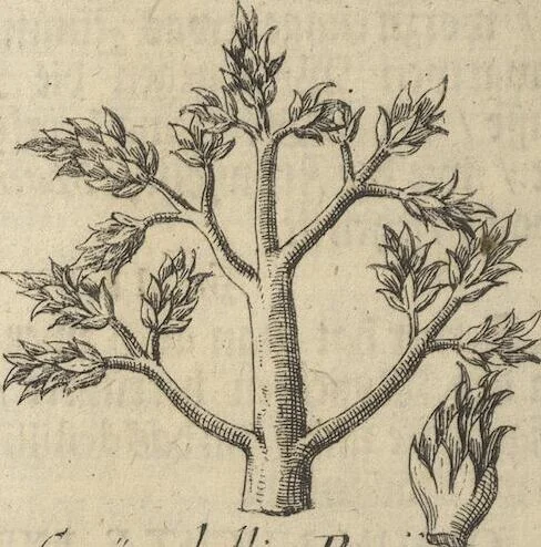 An illustration from Museum Museorum, Oder Vollständige Schau-Bühne Aller Materialien und Specereÿen: Nebst deren Natürlichen Beschreibung/ Election, Nutzen und Gebrauch/ Aus andern Material- Kunst- und Naturalien-Kammern/ Oost- und West-Indischen Reiß-Beschreibungen/ Curiosen Zeit- und Tag-Registern/ Natur- und Artzney-Kündigern/ wie auch selbst-eigenen Erfahrung ..., 1704, leaf 330