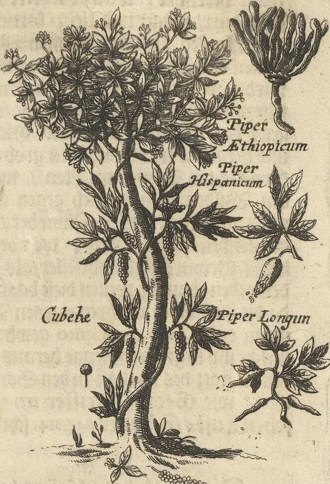 An illustration from Museum Museorum, Oder Vollständige Schau-Bühne Aller Materialien und Specereÿen: Nebst deren Natürlichen Beschreibung/ Election, Nutzen und Gebrauch/ Aus andern Material- Kunst- und Naturalien-Kammern/ Oost- und West-Indischen Reiß-Beschreibungen/ Curiosen Zeit- und Tag-Registern/ Natur- und Artzney-Kündigern/ wie auch selbst-eigenen Erfahrung ..., 1704, leaf 333