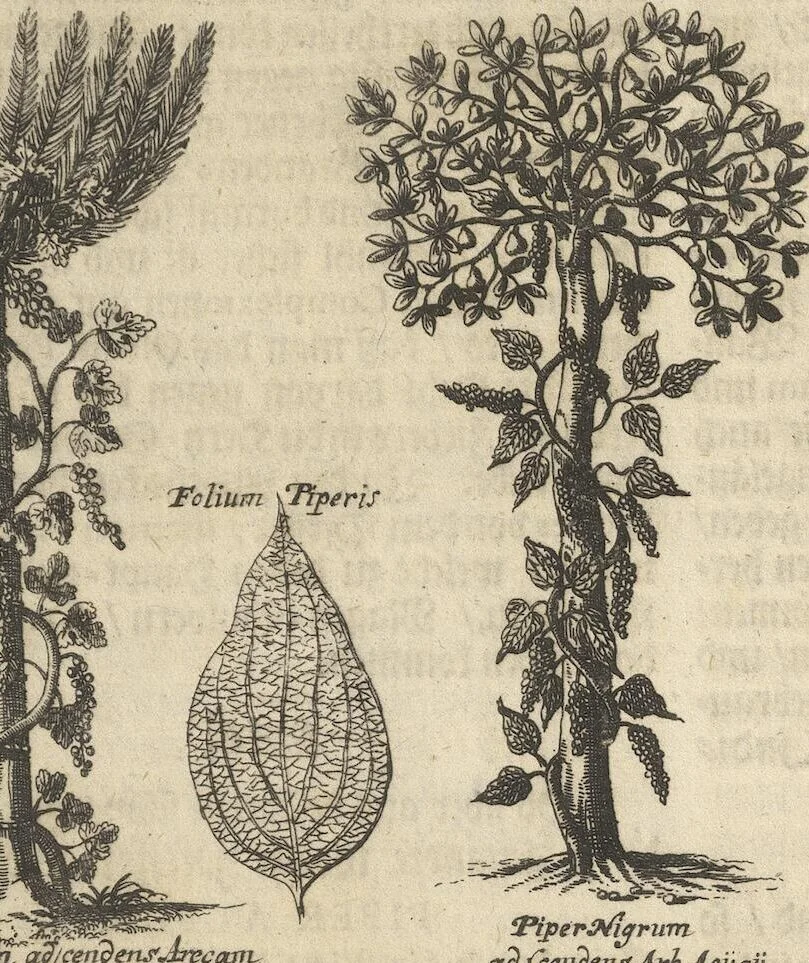 An illustration from Museum Museorum, Oder Vollständige Schau-Bühne Aller Materialien und Specereÿen: Nebst deren Natürlichen Beschreibung/ Election, Nutzen und Gebrauch/ Aus andern Material- Kunst- und Naturalien-Kammern/ Oost- und West-Indischen Reiß-Beschreibungen/ Curiosen Zeit- und Tag-Registern/ Natur- und Artzney-Kündigern/ wie auch selbst-eigenen Erfahrung ..., 1704, leaf 333