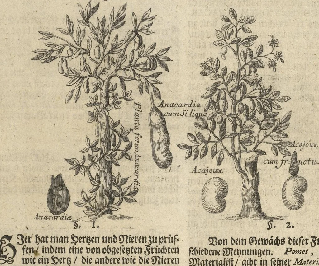 An illustration from Museum Museorum, Oder Vollständige Schau-Bühne Aller Materialien und Specereÿen: Nebst deren Natürlichen Beschreibung/ Election, Nutzen und Gebrauch/ Aus andern Material- Kunst- und Naturalien-Kammern/ Oost- und West-Indischen Reiß-Beschreibungen/ Curiosen Zeit- und Tag-Registern/ Natur- und Artzney-Kündigern/ wie auch selbst-eigenen Erfahrung ..., 1704, leaf 337