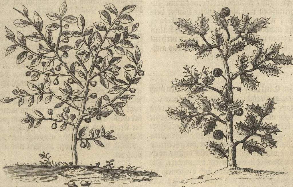 An illustration from Museum Museorum, Oder Vollständige Schau-Bühne Aller Materialien und Specereÿen: Nebst deren Natürlichen Beschreibung/ Election, Nutzen und Gebrauch/ Aus andern Material- Kunst- und Naturalien-Kammern/ Oost- und West-Indischen Reiß-Beschreibungen/ Curiosen Zeit- und Tag-Registern/ Natur- und Artzney-Kündigern/ wie auch selbst-eigenen Erfahrung ..., 1704, leaf 339