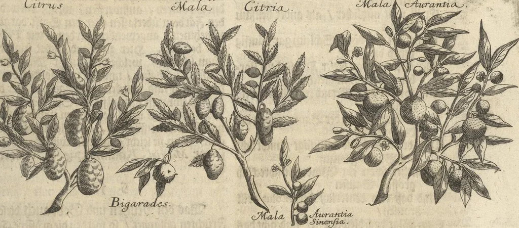An illustration from Museum Museorum, Oder Vollständige Schau-Bühne Aller Materialien und Specereÿen: Nebst deren Natürlichen Beschreibung/ Election, Nutzen und Gebrauch/ Aus andern Material- Kunst- und Naturalien-Kammern/ Oost- und West-Indischen Reiß-Beschreibungen/ Curiosen Zeit- und Tag-Registern/ Natur- und Artzney-Kündigern/ wie auch selbst-eigenen Erfahrung ..., 1704, leaf 341