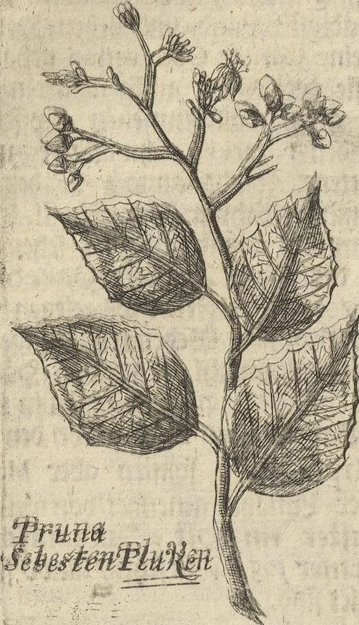 An illustration from Museum Museorum, Oder Vollständige Schau-Bühne Aller Materialien und Specereÿen: Nebst deren Natürlichen Beschreibung/ Election, Nutzen und Gebrauch/ Aus andern Material- Kunst- und Naturalien-Kammern/ Oost- und West-Indischen Reiß-Beschreibungen/ Curiosen Zeit- und Tag-Registern/ Natur- und Artzney-Kündigern/ wie auch selbst-eigenen Erfahrung ..., 1704, leaf 346