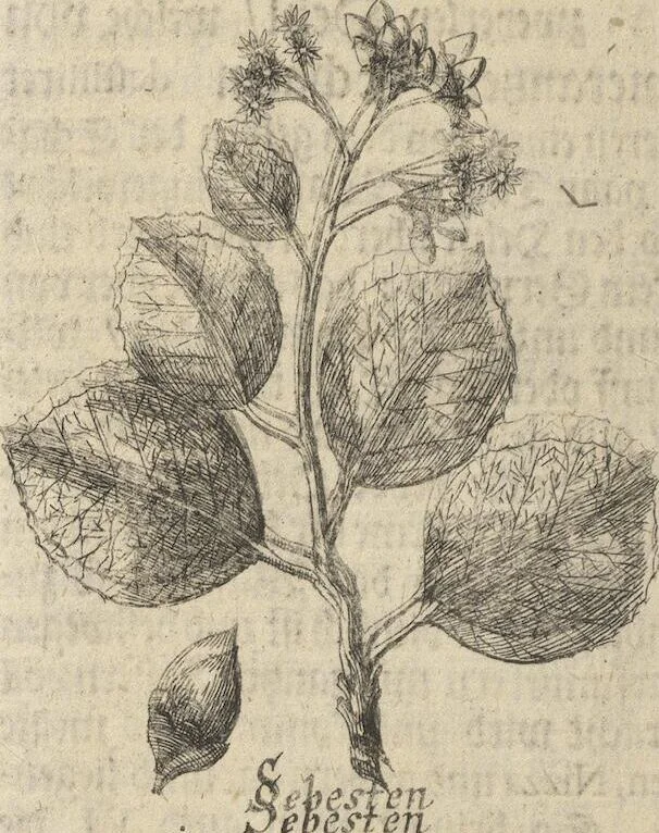 An illustration from Museum Museorum, Oder Vollständige Schau-Bühne Aller Materialien und Specereÿen: Nebst deren Natürlichen Beschreibung/ Election, Nutzen und Gebrauch/ Aus andern Material- Kunst- und Naturalien-Kammern/ Oost- und West-Indischen Reiß-Beschreibungen/ Curiosen Zeit- und Tag-Registern/ Natur- und Artzney-Kündigern/ wie auch selbst-eigenen Erfahrung ..., 1704, leaf 346