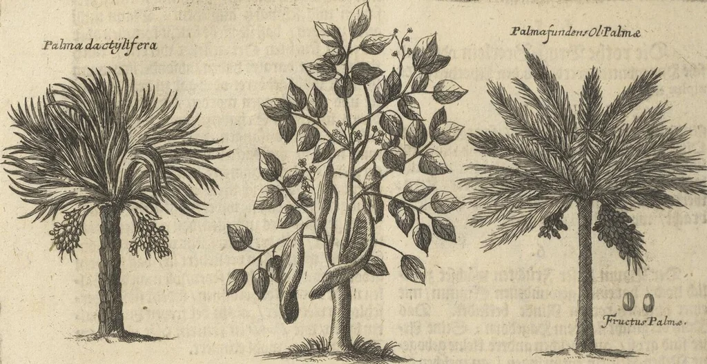 An illustration from Museum Museorum, Oder Vollständige Schau-Bühne Aller Materialien und Specereÿen: Nebst deren Natürlichen Beschreibung/ Election, Nutzen und Gebrauch/ Aus andern Material- Kunst- und Naturalien-Kammern/ Oost- und West-Indischen Reiß-Beschreibungen/ Curiosen Zeit- und Tag-Registern/ Natur- und Artzney-Kündigern/ wie auch selbst-eigenen Erfahrung ..., 1704, leaf 348