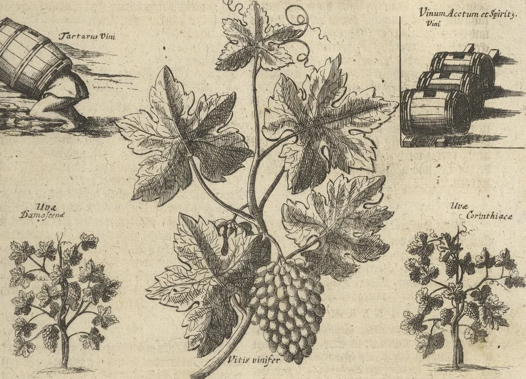 An illustration from Museum Museorum, Oder Vollständige Schau-Bühne Aller Materialien und Specereÿen: Nebst deren Natürlichen Beschreibung/ Election, Nutzen und Gebrauch/ Aus andern Material- Kunst- und Naturalien-Kammern/ Oost- und West-Indischen Reiß-Beschreibungen/ Curiosen Zeit- und Tag-Registern/ Natur- und Artzney-Kündigern/ wie auch selbst-eigenen Erfahrung ..., 1704, leaf 351