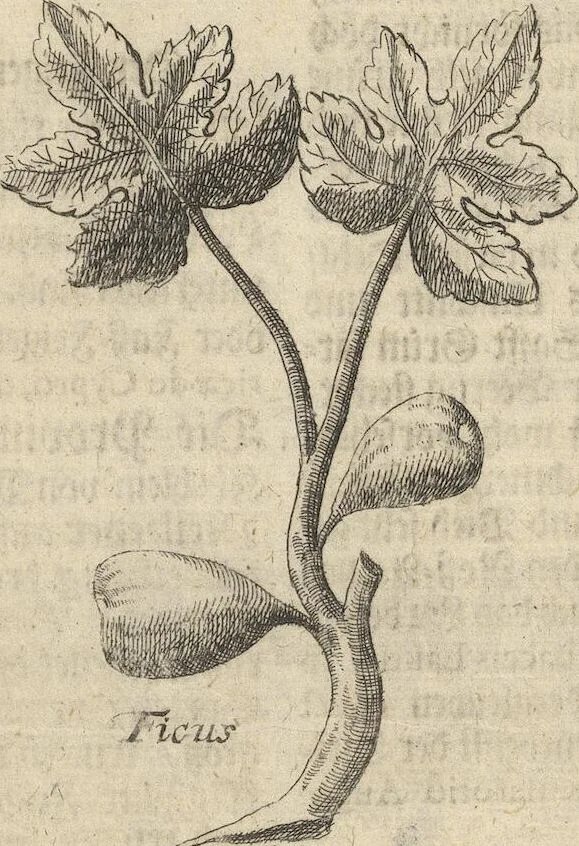 An illustration from Museum Museorum, Oder Vollständige Schau-Bühne Aller Materialien und Specereÿen: Nebst deren Natürlichen Beschreibung/ Election, Nutzen und Gebrauch/ Aus andern Material- Kunst- und Naturalien-Kammern/ Oost- und West-Indischen Reiß-Beschreibungen/ Curiosen Zeit- und Tag-Registern/ Natur- und Artzney-Kündigern/ wie auch selbst-eigenen Erfahrung ..., 1704, leaf 357
