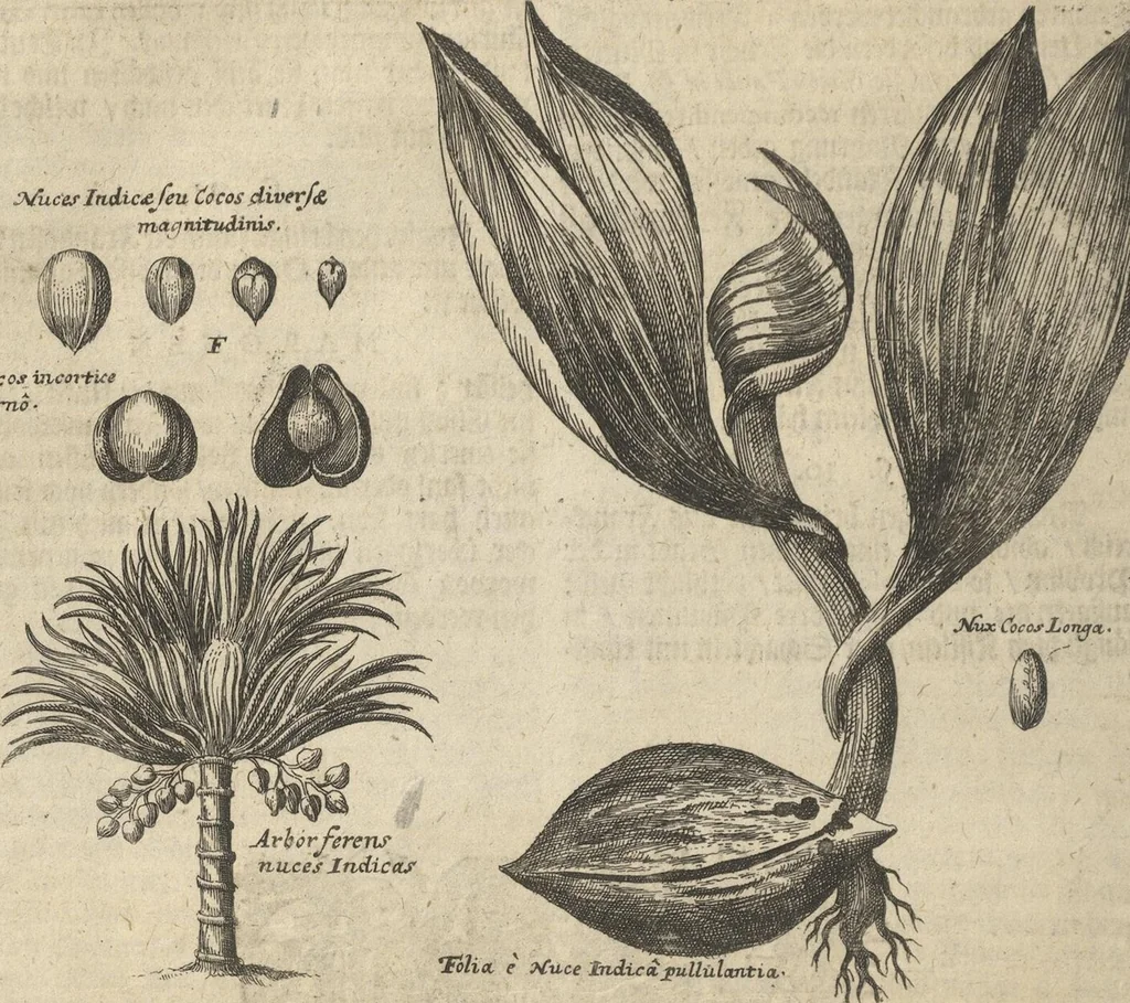 An illustration from Museum Museorum, Oder Vollständige Schau-Bühne Aller Materialien und Specereÿen: Nebst deren Natürlichen Beschreibung/ Election, Nutzen und Gebrauch/ Aus andern Material- Kunst- und Naturalien-Kammern/ Oost- und West-Indischen Reiß-Beschreibungen/ Curiosen Zeit- und Tag-Registern/ Natur- und Artzney-Kündigern/ wie auch selbst-eigenen Erfahrung ..., 1704, leaf 360