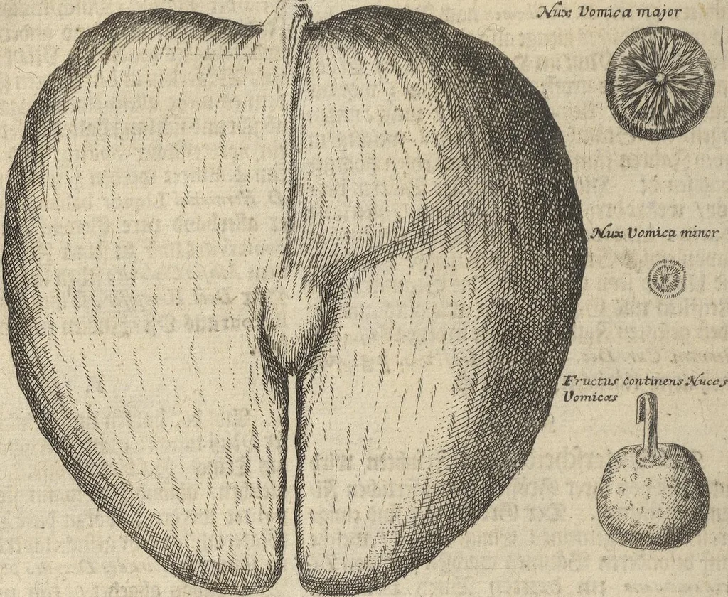 An illustration from Museum Museorum, Oder Vollständige Schau-Bühne Aller Materialien und Specereÿen: Nebst deren Natürlichen Beschreibung/ Election, Nutzen und Gebrauch/ Aus andern Material- Kunst- und Naturalien-Kammern/ Oost- und West-Indischen Reiß-Beschreibungen/ Curiosen Zeit- und Tag-Registern/ Natur- und Artzney-Kündigern/ wie auch selbst-eigenen Erfahrung ..., 1704, leaf 362