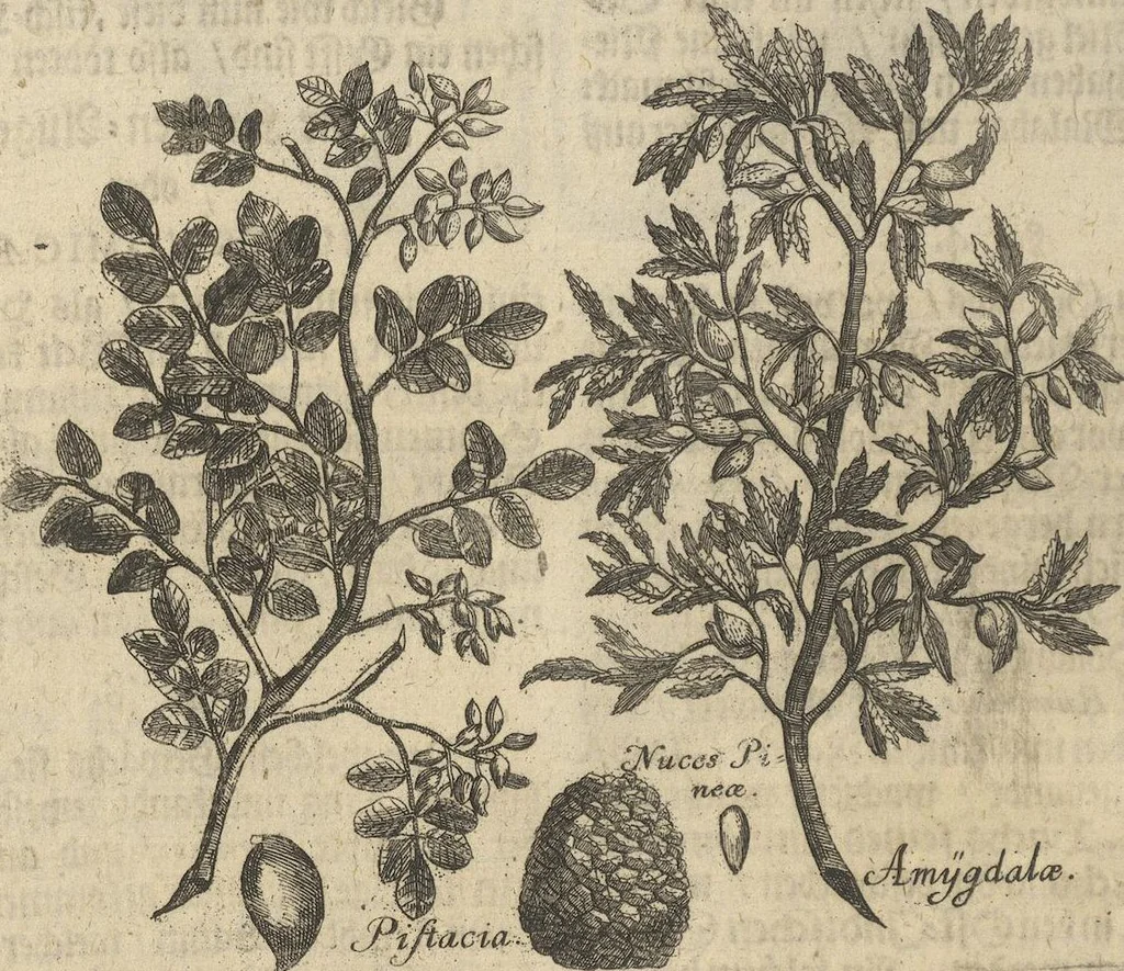 An illustration from Museum Museorum, Oder Vollständige Schau-Bühne Aller Materialien und Specereÿen: Nebst deren Natürlichen Beschreibung/ Election, Nutzen und Gebrauch/ Aus andern Material- Kunst- und Naturalien-Kammern/ Oost- und West-Indischen Reiß-Beschreibungen/ Curiosen Zeit- und Tag-Registern/ Natur- und Artzney-Kündigern/ wie auch selbst-eigenen Erfahrung ..., 1704, leaf 364