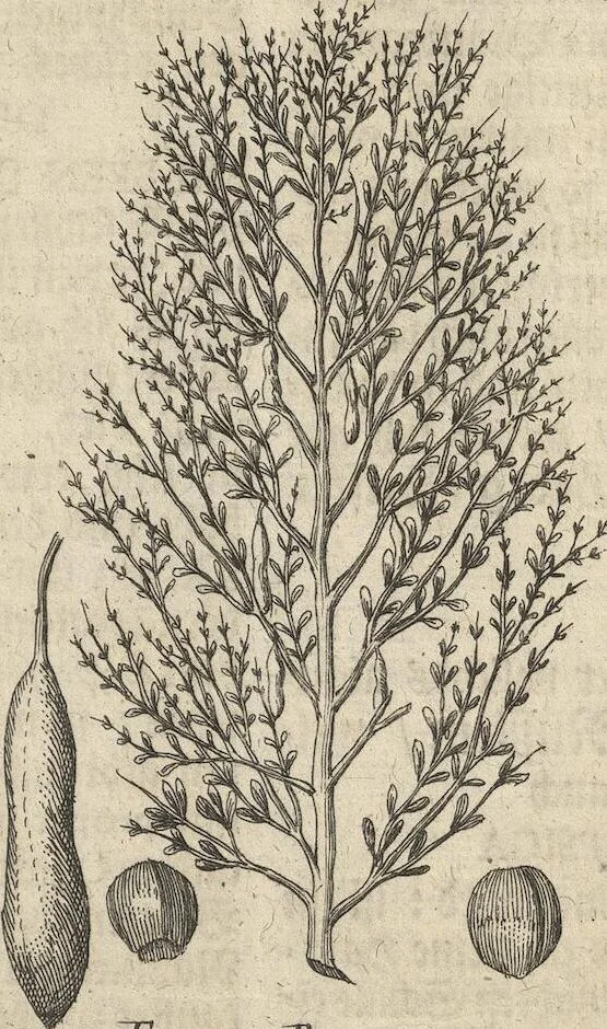 An illustration from Museum Museorum, Oder Vollständige Schau-Bühne Aller Materialien und Specereÿen: Nebst deren Natürlichen Beschreibung/ Election, Nutzen und Gebrauch/ Aus andern Material- Kunst- und Naturalien-Kammern/ Oost- und West-Indischen Reiß-Beschreibungen/ Curiosen Zeit- und Tag-Registern/ Natur- und Artzney-Kündigern/ wie auch selbst-eigenen Erfahrung ..., 1704, leaf 367