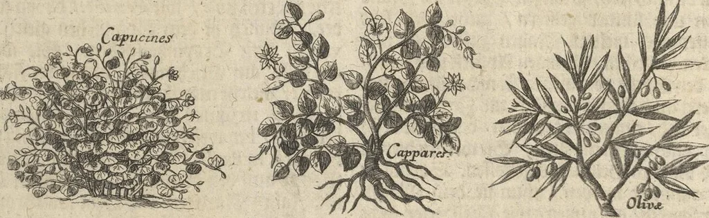 An illustration from Museum Museorum, Oder Vollständige Schau-Bühne Aller Materialien und Specereÿen: Nebst deren Natürlichen Beschreibung/ Election, Nutzen und Gebrauch/ Aus andern Material- Kunst- und Naturalien-Kammern/ Oost- und West-Indischen Reiß-Beschreibungen/ Curiosen Zeit- und Tag-Registern/ Natur- und Artzney-Kündigern/ wie auch selbst-eigenen Erfahrung ..., 1704, leaf 369