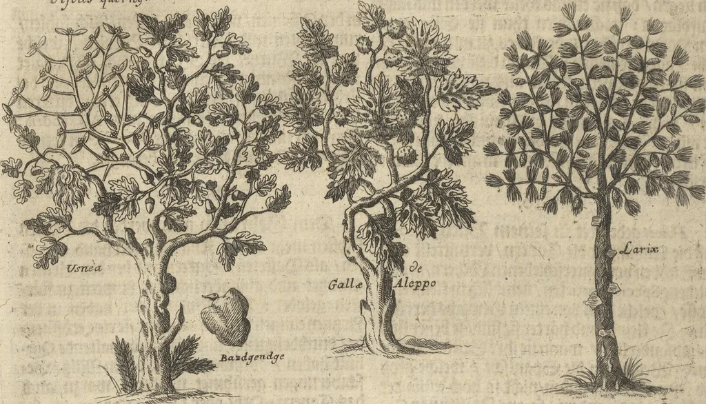 An illustration from Museum Museorum, Oder Vollständige Schau-Bühne Aller Materialien und Specereÿen: Nebst deren Natürlichen Beschreibung/ Election, Nutzen und Gebrauch/ Aus andern Material- Kunst- und Naturalien-Kammern/ Oost- und West-Indischen Reiß-Beschreibungen/ Curiosen Zeit- und Tag-Registern/ Natur- und Artzney-Kündigern/ wie auch selbst-eigenen Erfahrung ..., 1704, leaf 372