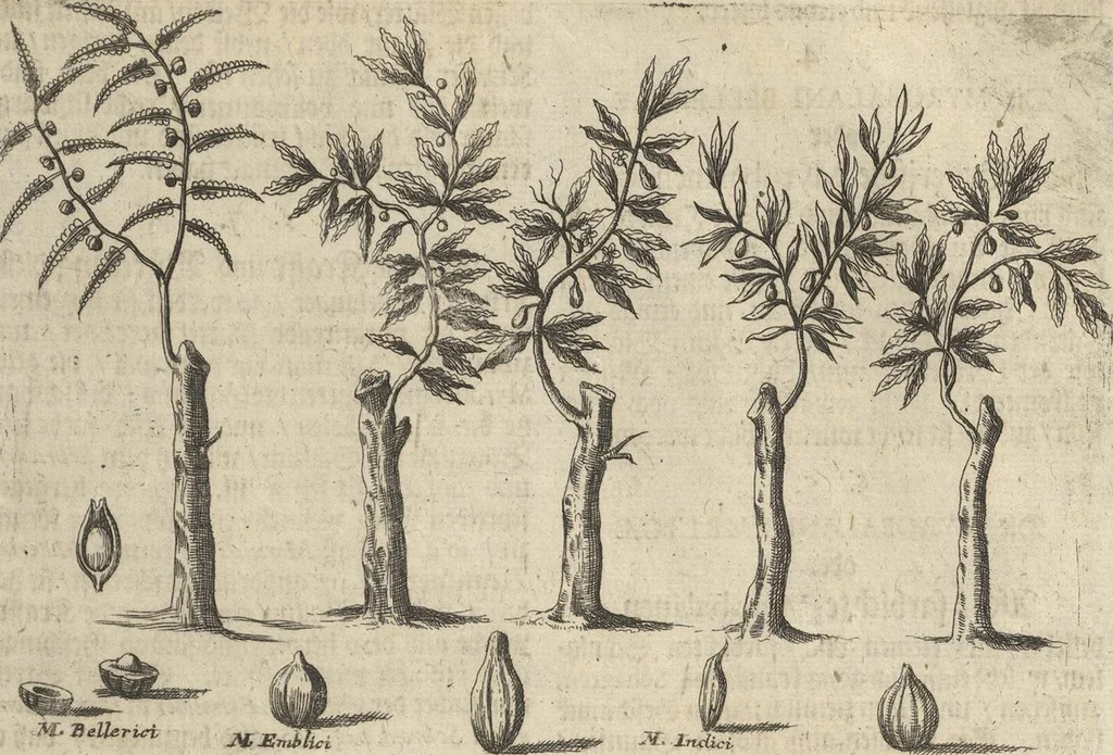 An illustration from Museum Museorum, Oder Vollständige Schau-Bühne Aller Materialien und Specereÿen: Nebst deren Natürlichen Beschreibung/ Election, Nutzen und Gebrauch/ Aus andern Material- Kunst- und Naturalien-Kammern/ Oost- und West-Indischen Reiß-Beschreibungen/ Curiosen Zeit- und Tag-Registern/ Natur- und Artzney-Kündigern/ wie auch selbst-eigenen Erfahrung ..., 1704, leaf 375