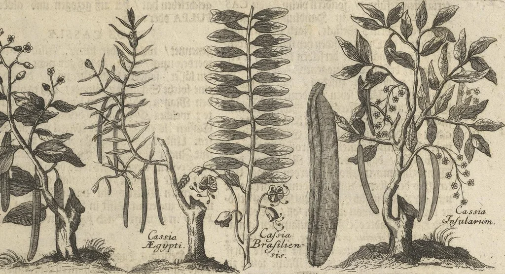 An illustration from Museum Museorum, Oder Vollständige Schau-Bühne Aller Materialien und Specereÿen: Nebst deren Natürlichen Beschreibung/ Election, Nutzen und Gebrauch/ Aus andern Material- Kunst- und Naturalien-Kammern/ Oost- und West-Indischen Reiß-Beschreibungen/ Curiosen Zeit- und Tag-Registern/ Natur- und Artzney-Kündigern/ wie auch selbst-eigenen Erfahrung ..., 1704, leaf 377