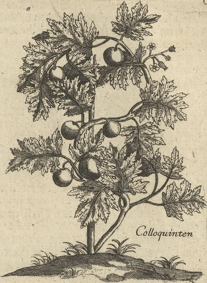 An illustration from Museum Museorum, Oder Vollständige Schau-Bühne Aller Materialien und Specereÿen: Nebst deren Natürlichen Beschreibung/ Election, Nutzen und Gebrauch/ Aus andern Material- Kunst- und Naturalien-Kammern/ Oost- und West-Indischen Reiß-Beschreibungen/ Curiosen Zeit- und Tag-Registern/ Natur- und Artzney-Kündigern/ wie auch selbst-eigenen Erfahrung ..., 1704, leaf 379