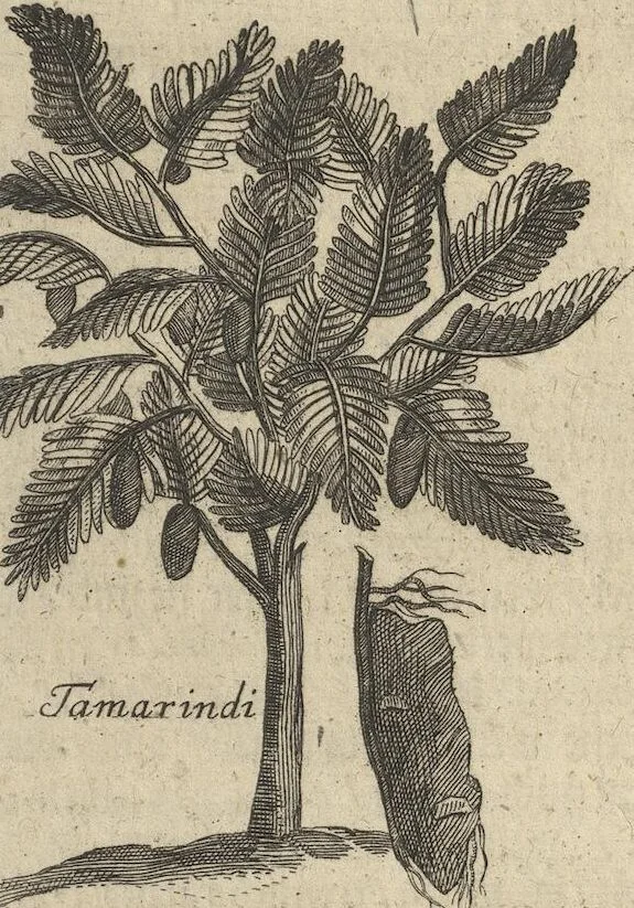 An illustration from Museum Museorum, Oder Vollständige Schau-Bühne Aller Materialien und Specereÿen: Nebst deren Natürlichen Beschreibung/ Election, Nutzen und Gebrauch/ Aus andern Material- Kunst- und Naturalien-Kammern/ Oost- und West-Indischen Reiß-Beschreibungen/ Curiosen Zeit- und Tag-Registern/ Natur- und Artzney-Kündigern/ wie auch selbst-eigenen Erfahrung ..., 1704, leaf 379