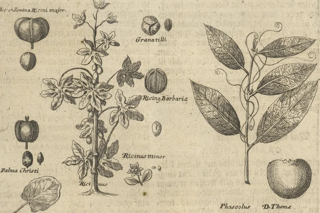 An illustration from Museum Museorum, Oder Vollständige Schau-Bühne Aller Materialien und Specereÿen: Nebst deren Natürlichen Beschreibung/ Election, Nutzen und Gebrauch/ Aus andern Material- Kunst- und Naturalien-Kammern/ Oost- und West-Indischen Reiß-Beschreibungen/ Curiosen Zeit- und Tag-Registern/ Natur- und Artzney-Kündigern/ wie auch selbst-eigenen Erfahrung ..., 1704, leaf 381