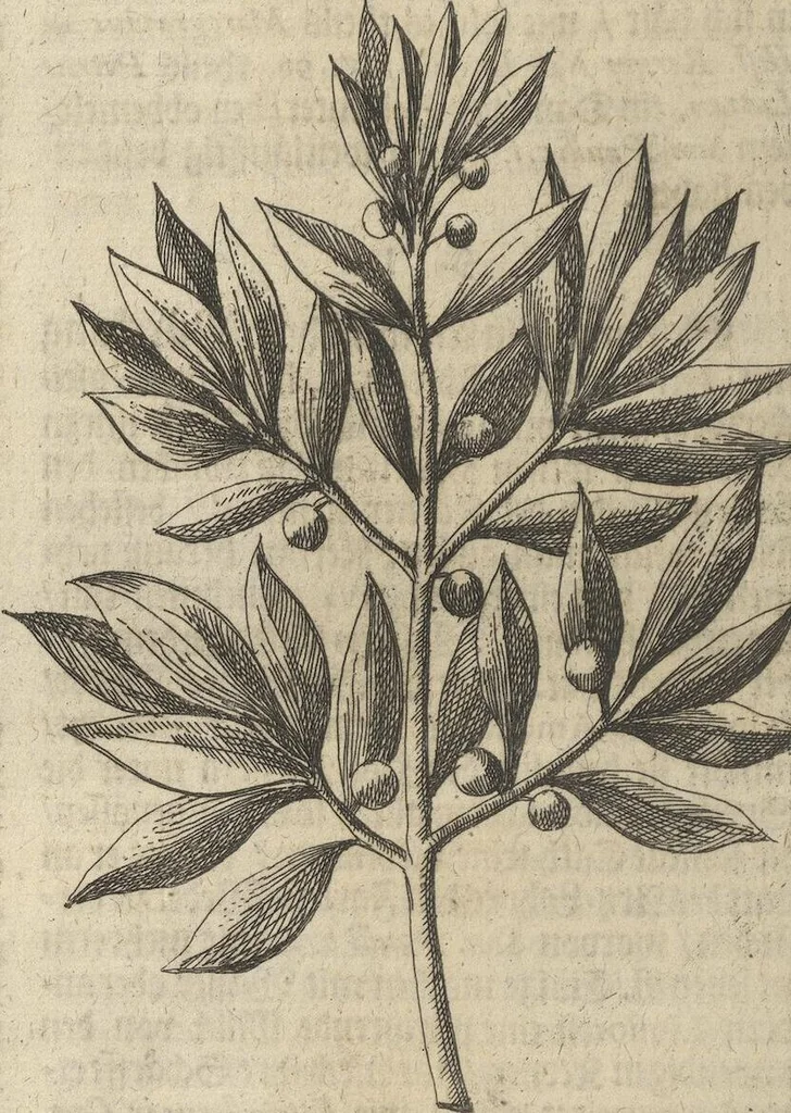 An illustration from Museum Museorum, Oder Vollständige Schau-Bühne Aller Materialien und Specereÿen: Nebst deren Natürlichen Beschreibung/ Election, Nutzen und Gebrauch/ Aus andern Material- Kunst- und Naturalien-Kammern/ Oost- und West-Indischen Reiß-Beschreibungen/ Curiosen Zeit- und Tag-Registern/ Natur- und Artzney-Kündigern/ wie auch selbst-eigenen Erfahrung ..., 1704, leaf 384