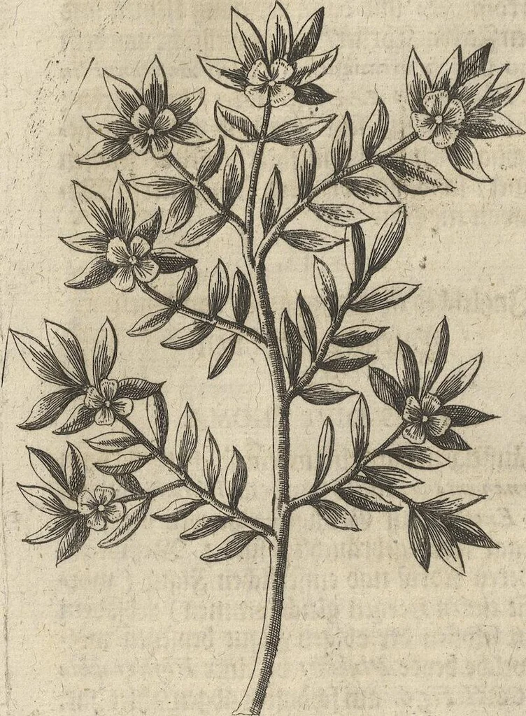 An illustration from Museum Museorum, Oder Vollständige Schau-Bühne Aller Materialien und Specereÿen: Nebst deren Natürlichen Beschreibung/ Election, Nutzen und Gebrauch/ Aus andern Material- Kunst- und Naturalien-Kammern/ Oost- und West-Indischen Reiß-Beschreibungen/ Curiosen Zeit- und Tag-Registern/ Natur- und Artzney-Kündigern/ wie auch selbst-eigenen Erfahrung ..., 1704, leaf 384
