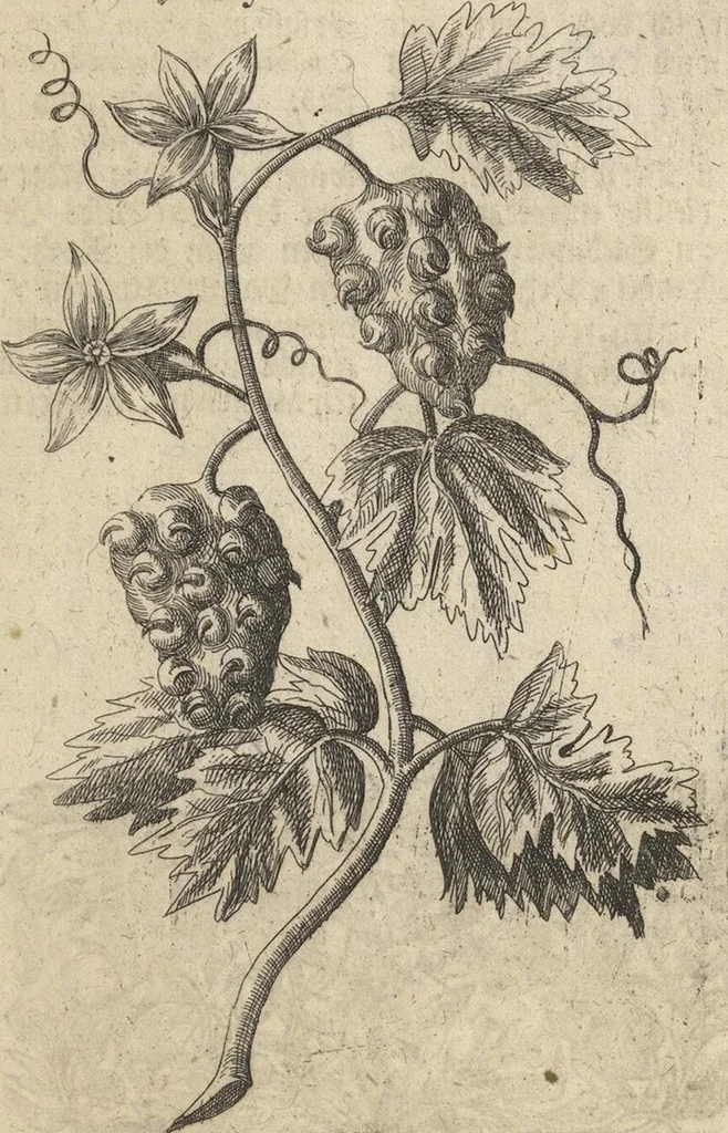 An illustration from Museum Museorum, Oder Vollständige Schau-Bühne Aller Materialien und Specereÿen: Nebst deren Natürlichen Beschreibung/ Election, Nutzen und Gebrauch/ Aus andern Material- Kunst- und Naturalien-Kammern/ Oost- und West-Indischen Reiß-Beschreibungen/ Curiosen Zeit- und Tag-Registern/ Natur- und Artzney-Kündigern/ wie auch selbst-eigenen Erfahrung ..., 1704, leaf 387