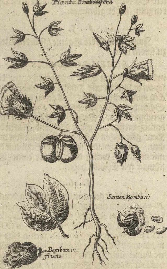 An illustration from Museum Museorum, Oder Vollständige Schau-Bühne Aller Materialien und Specereÿen: Nebst deren Natürlichen Beschreibung/ Election, Nutzen und Gebrauch/ Aus andern Material- Kunst- und Naturalien-Kammern/ Oost- und West-Indischen Reiß-Beschreibungen/ Curiosen Zeit- und Tag-Registern/ Natur- und Artzney-Kündigern/ wie auch selbst-eigenen Erfahrung ..., 1704, leaf 389
