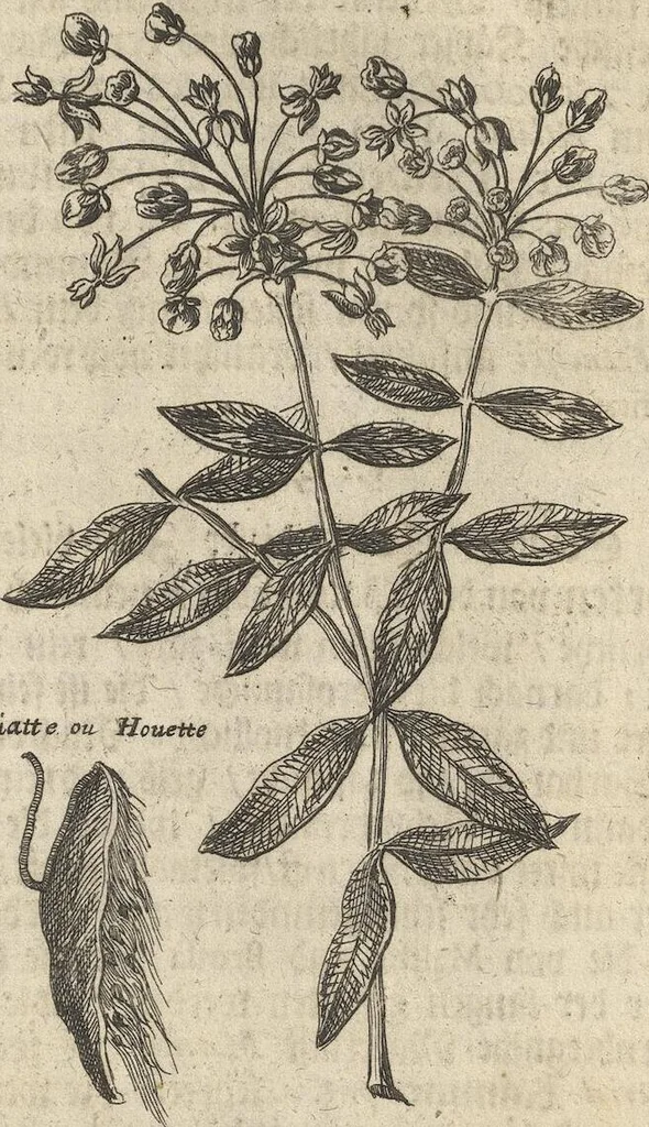 An illustration from Museum Museorum, Oder Vollständige Schau-Bühne Aller Materialien und Specereÿen: Nebst deren Natürlichen Beschreibung/ Election, Nutzen und Gebrauch/ Aus andern Material- Kunst- und Naturalien-Kammern/ Oost- und West-Indischen Reiß-Beschreibungen/ Curiosen Zeit- und Tag-Registern/ Natur- und Artzney-Kündigern/ wie auch selbst-eigenen Erfahrung ..., 1704, leaf 389