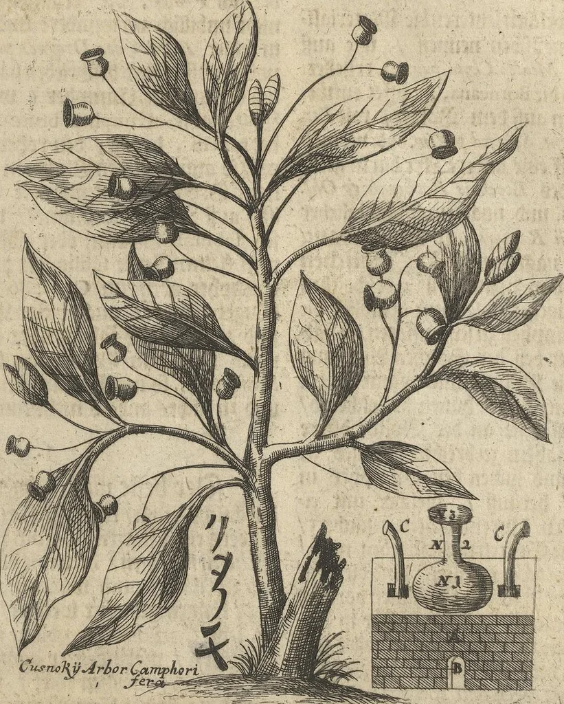 An illustration from Museum Museorum, Oder Vollständige Schau-Bühne Aller Materialien und Specereÿen: Nebst deren Natürlichen Beschreibung/ Election, Nutzen und Gebrauch/ Aus andern Material- Kunst- und Naturalien-Kammern/ Oost- und West-Indischen Reiß-Beschreibungen/ Curiosen Zeit- und Tag-Registern/ Natur- und Artzney-Kündigern/ wie auch selbst-eigenen Erfahrung ..., 1704, leaf 395