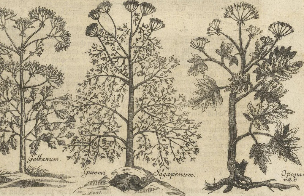 An illustration from Museum Museorum, Oder Vollständige Schau-Bühne Aller Materialien und Specereÿen: Nebst deren Natürlichen Beschreibung/ Election, Nutzen und Gebrauch/ Aus andern Material- Kunst- und Naturalien-Kammern/ Oost- und West-Indischen Reiß-Beschreibungen/ Curiosen Zeit- und Tag-Registern/ Natur- und Artzney-Kündigern/ wie auch selbst-eigenen Erfahrung ..., 1704, leaf 397