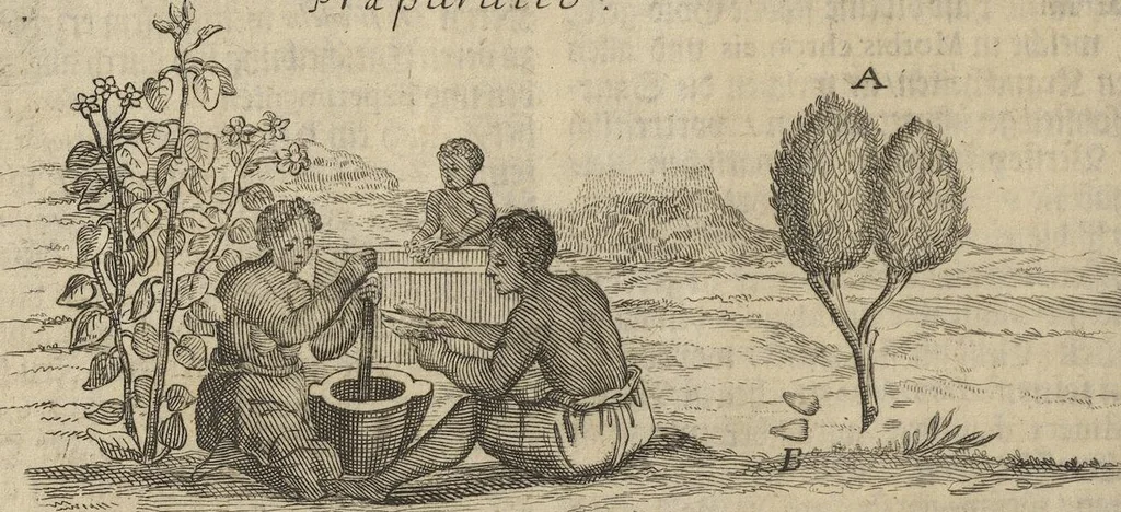 An illustration from Museum Museorum, Oder Vollständige Schau-Bühne Aller Materialien und Specereÿen: Nebst deren Natürlichen Beschreibung/ Election, Nutzen und Gebrauch/ Aus andern Material- Kunst- und Naturalien-Kammern/ Oost- und West-Indischen Reiß-Beschreibungen/ Curiosen Zeit- und Tag-Registern/ Natur- und Artzney-Kündigern/ wie auch selbst-eigenen Erfahrung ..., 1704, leaf 40