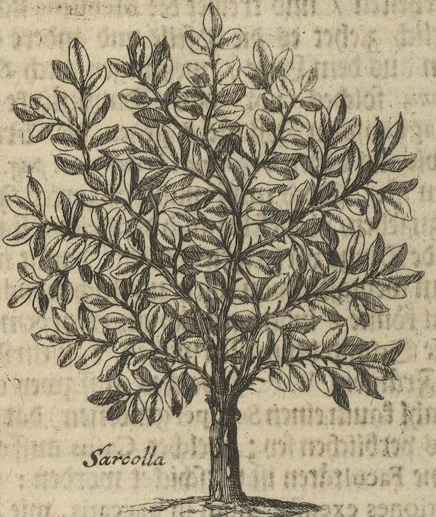An illustration from Museum Museorum, Oder Vollständige Schau-Bühne Aller Materialien und Specereÿen: Nebst deren Natürlichen Beschreibung/ Election, Nutzen und Gebrauch/ Aus andern Material- Kunst- und Naturalien-Kammern/ Oost- und West-Indischen Reiß-Beschreibungen/ Curiosen Zeit- und Tag-Registern/ Natur- und Artzney-Kündigern/ wie auch selbst-eigenen Erfahrung ..., 1704, leaf 400