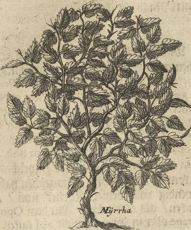 An illustration from Museum Museorum, Oder Vollständige Schau-Bühne Aller Materialien und Specereÿen: Nebst deren Natürlichen Beschreibung/ Election, Nutzen und Gebrauch/ Aus andern Material- Kunst- und Naturalien-Kammern/ Oost- und West-Indischen Reiß-Beschreibungen/ Curiosen Zeit- und Tag-Registern/ Natur- und Artzney-Kündigern/ wie auch selbst-eigenen Erfahrung ..., 1704, leaf 400