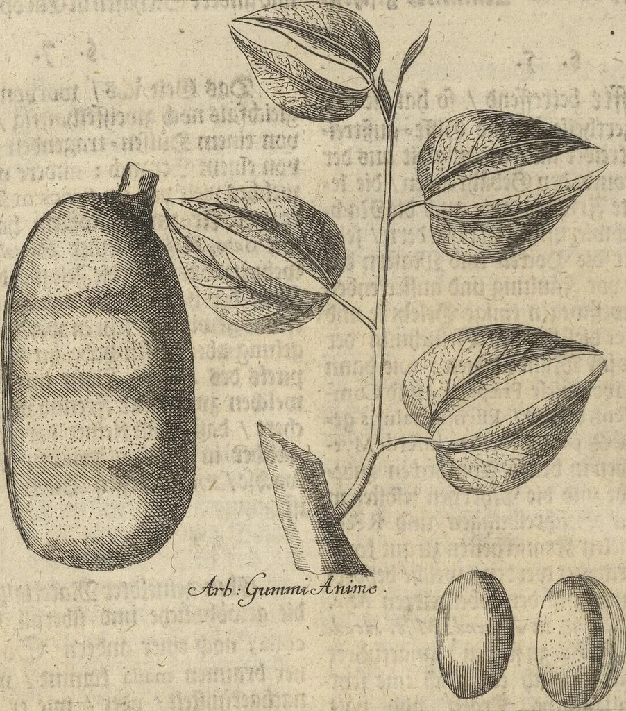 An illustration from Museum Museorum, Oder Vollständige Schau-Bühne Aller Materialien und Specereÿen: Nebst deren Natürlichen Beschreibung/ Election, Nutzen und Gebrauch/ Aus andern Material- Kunst- und Naturalien-Kammern/ Oost- und West-Indischen Reiß-Beschreibungen/ Curiosen Zeit- und Tag-Registern/ Natur- und Artzney-Kündigern/ wie auch selbst-eigenen Erfahrung ..., 1704, leaf 402