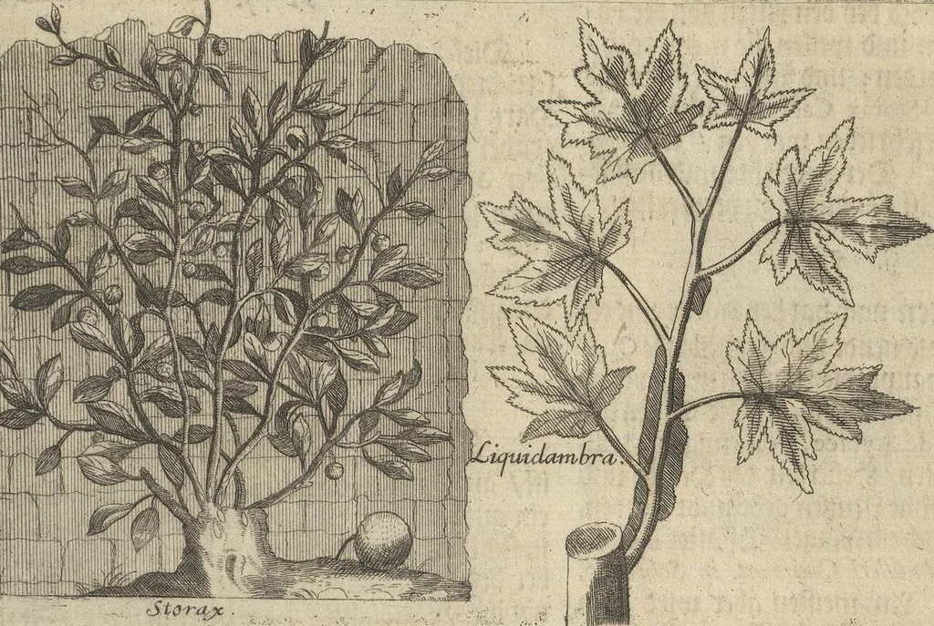 An illustration from Museum Museorum, Oder Vollständige Schau-Bühne Aller Materialien und Specereÿen: Nebst deren Natürlichen Beschreibung/ Election, Nutzen und Gebrauch/ Aus andern Material- Kunst- und Naturalien-Kammern/ Oost- und West-Indischen Reiß-Beschreibungen/ Curiosen Zeit- und Tag-Registern/ Natur- und Artzney-Kündigern/ wie auch selbst-eigenen Erfahrung ..., 1704, leaf 405