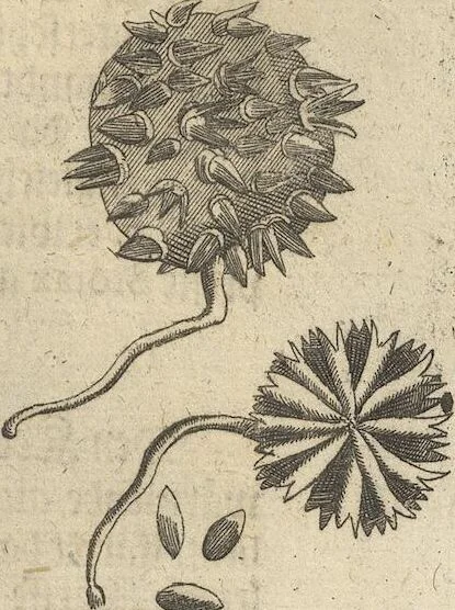An illustration from Museum Museorum, Oder Vollständige Schau-Bühne Aller Materialien und Specereÿen: Nebst deren Natürlichen Beschreibung/ Election, Nutzen und Gebrauch/ Aus andern Material- Kunst- und Naturalien-Kammern/ Oost- und West-Indischen Reiß-Beschreibungen/ Curiosen Zeit- und Tag-Registern/ Natur- und Artzney-Kündigern/ wie auch selbst-eigenen Erfahrung ..., 1704, leaf 405