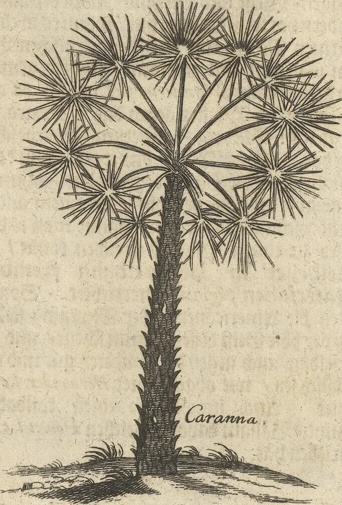 An illustration from Museum Museorum, Oder Vollständige Schau-Bühne Aller Materialien und Specereÿen: Nebst deren Natürlichen Beschreibung/ Election, Nutzen und Gebrauch/ Aus andern Material- Kunst- und Naturalien-Kammern/ Oost- und West-Indischen Reiß-Beschreibungen/ Curiosen Zeit- und Tag-Registern/ Natur- und Artzney-Kündigern/ wie auch selbst-eigenen Erfahrung ..., 1704, leaf 407