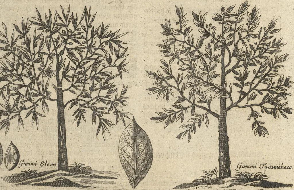 An illustration from Museum Museorum, Oder Vollständige Schau-Bühne Aller Materialien und Specereÿen: Nebst deren Natürlichen Beschreibung/ Election, Nutzen und Gebrauch/ Aus andern Material- Kunst- und Naturalien-Kammern/ Oost- und West-Indischen Reiß-Beschreibungen/ Curiosen Zeit- und Tag-Registern/ Natur- und Artzney-Kündigern/ wie auch selbst-eigenen Erfahrung ..., 1704, leaf 409