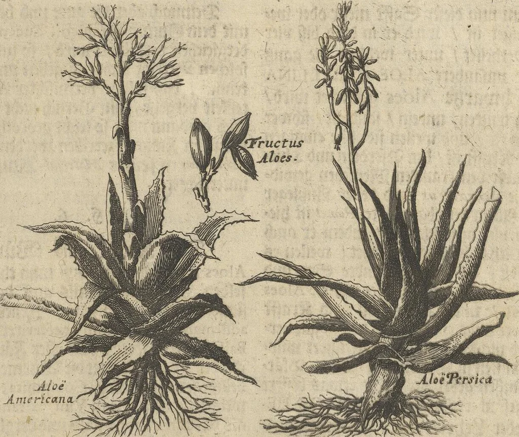An illustration from Museum Museorum, Oder Vollständige Schau-Bühne Aller Materialien und Specereÿen: Nebst deren Natürlichen Beschreibung/ Election, Nutzen und Gebrauch/ Aus andern Material- Kunst- und Naturalien-Kammern/ Oost- und West-Indischen Reiß-Beschreibungen/ Curiosen Zeit- und Tag-Registern/ Natur- und Artzney-Kündigern/ wie auch selbst-eigenen Erfahrung ..., 1704, leaf 411