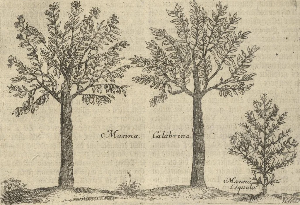 An illustration from Museum Museorum, Oder Vollständige Schau-Bühne Aller Materialien und Specereÿen: Nebst deren Natürlichen Beschreibung/ Election, Nutzen und Gebrauch/ Aus andern Material- Kunst- und Naturalien-Kammern/ Oost- und West-Indischen Reiß-Beschreibungen/ Curiosen Zeit- und Tag-Registern/ Natur- und Artzney-Kündigern/ wie auch selbst-eigenen Erfahrung ..., 1704, leaf 414