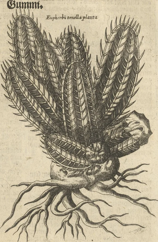 An illustration from Museum Museorum, Oder Vollständige Schau-Bühne Aller Materialien und Specereÿen: Nebst deren Natürlichen Beschreibung/ Election, Nutzen und Gebrauch/ Aus andern Material- Kunst- und Naturalien-Kammern/ Oost- und West-Indischen Reiß-Beschreibungen/ Curiosen Zeit- und Tag-Registern/ Natur- und Artzney-Kündigern/ wie auch selbst-eigenen Erfahrung ..., 1704, leaf 417