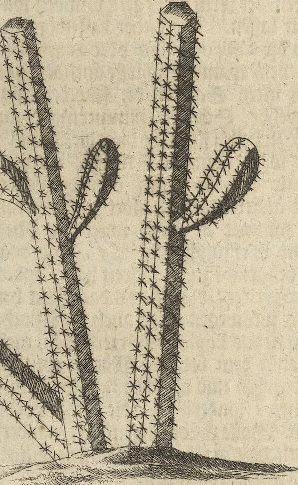 An illustration from Museum Museorum, Oder Vollständige Schau-Bühne Aller Materialien und Specereÿen: Nebst deren Natürlichen Beschreibung/ Election, Nutzen und Gebrauch/ Aus andern Material- Kunst- und Naturalien-Kammern/ Oost- und West-Indischen Reiß-Beschreibungen/ Curiosen Zeit- und Tag-Registern/ Natur- und Artzney-Kündigern/ wie auch selbst-eigenen Erfahrung ..., 1704, leaf 417