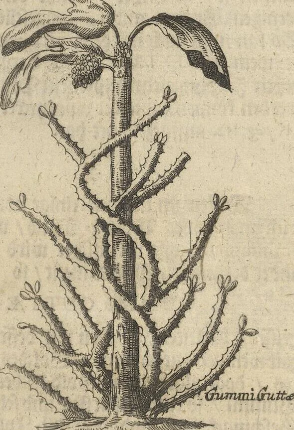 An illustration from Museum Museorum, Oder Vollständige Schau-Bühne Aller Materialien und Specereÿen: Nebst deren Natürlichen Beschreibung/ Election, Nutzen und Gebrauch/ Aus andern Material- Kunst- und Naturalien-Kammern/ Oost- und West-Indischen Reiß-Beschreibungen/ Curiosen Zeit- und Tag-Registern/ Natur- und Artzney-Kündigern/ wie auch selbst-eigenen Erfahrung ..., 1704, leaf 419