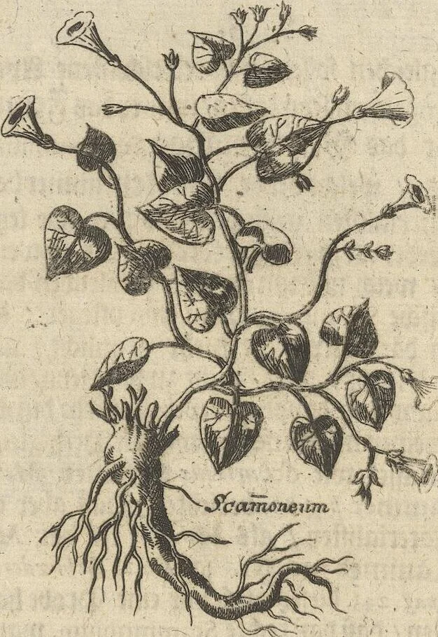 An illustration from Museum Museorum, Oder Vollständige Schau-Bühne Aller Materialien und Specereÿen: Nebst deren Natürlichen Beschreibung/ Election, Nutzen und Gebrauch/ Aus andern Material- Kunst- und Naturalien-Kammern/ Oost- und West-Indischen Reiß-Beschreibungen/ Curiosen Zeit- und Tag-Registern/ Natur- und Artzney-Kündigern/ wie auch selbst-eigenen Erfahrung ..., 1704, leaf 419