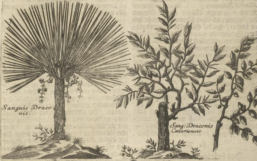An illustration from Museum Museorum, Oder Vollständige Schau-Bühne Aller Materialien und Specereÿen: Nebst deren Natürlichen Beschreibung/ Election, Nutzen und Gebrauch/ Aus andern Material- Kunst- und Naturalien-Kammern/ Oost- und West-Indischen Reiß-Beschreibungen/ Curiosen Zeit- und Tag-Registern/ Natur- und Artzney-Kündigern/ wie auch selbst-eigenen Erfahrung ..., 1704, leaf 422