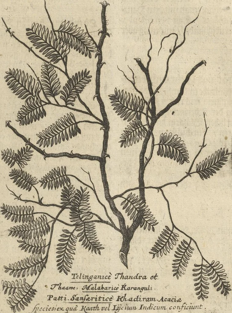 An illustration from Museum Museorum, Oder Vollständige Schau-Bühne Aller Materialien und Specereÿen: Nebst deren Natürlichen Beschreibung/ Election, Nutzen und Gebrauch/ Aus andern Material- Kunst- und Naturalien-Kammern/ Oost- und West-Indischen Reiß-Beschreibungen/ Curiosen Zeit- und Tag-Registern/ Natur- und Artzney-Kündigern/ wie auch selbst-eigenen Erfahrung ..., 1704, leaf 425